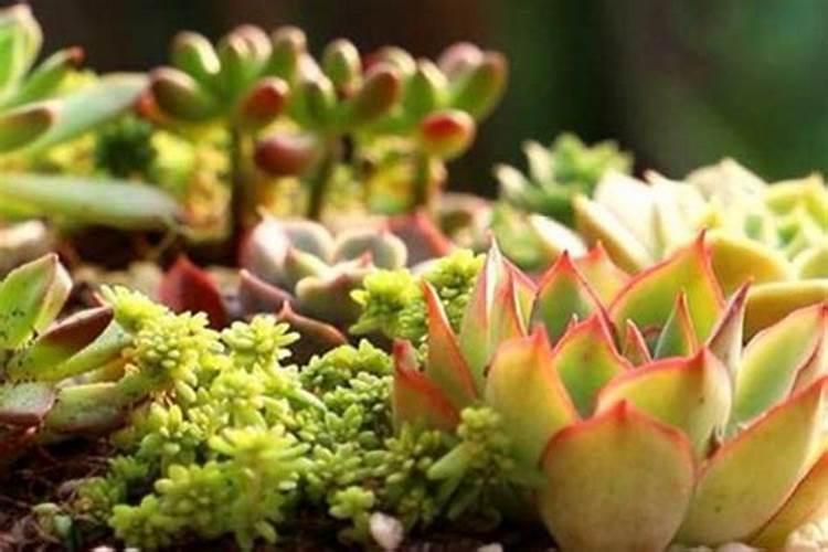 毛豆的种植方法和技术(毛豆怎么种植管理价值产量高)