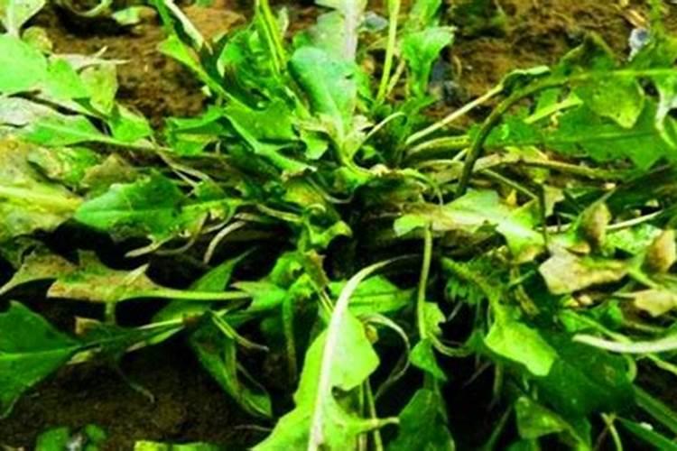 荠菜怎么种