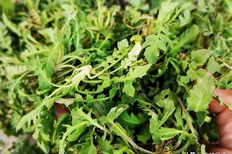 荠菜几天出苗 播种到发芽出苗时间