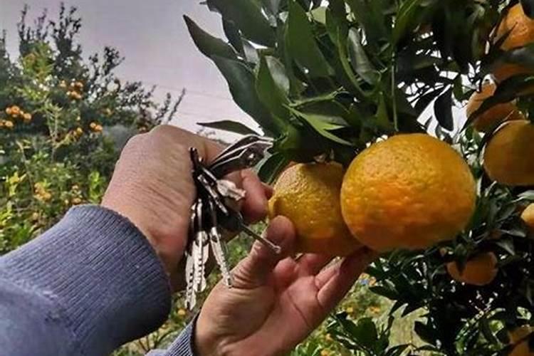 安鲜脂加磷酸二氢钾用在沃柑上起什么作用？