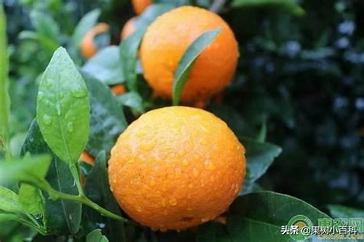 安鲜脂加磷酸二氢钾用在沃柑上起什么作用？