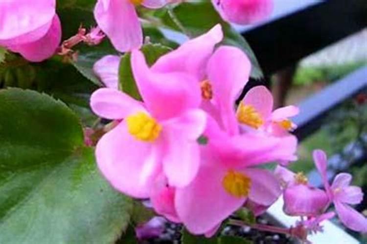海棠、茶花家庭怎么养啊？