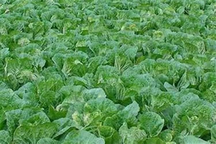娃娃菜用什么肥料最好？