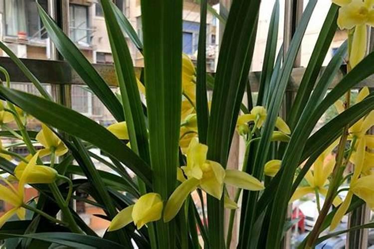 兰花春天施肥方法(兰花春天施什么肥)