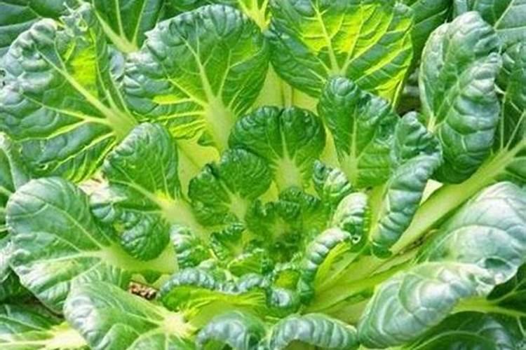 乌塌菜四川成都能种植吗？