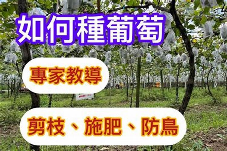 巨峰葡萄成熟期追什么肥料最好