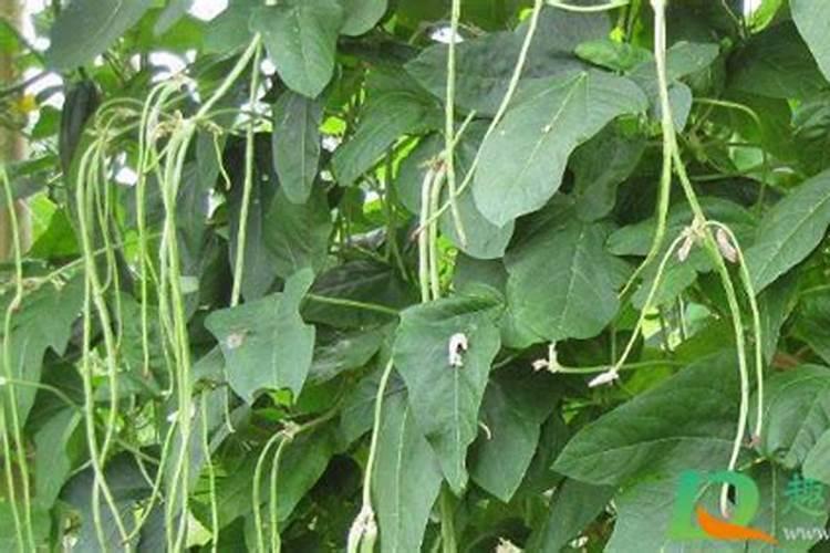 豆角开花期打什么叶面肥 豆角花期可以喷施叶面肥吗