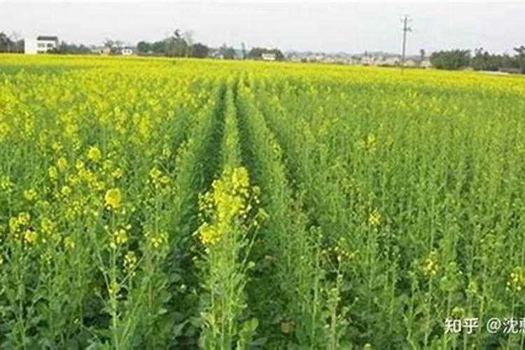 油菜的硼肥怎么施用？需要注意哪些方面？