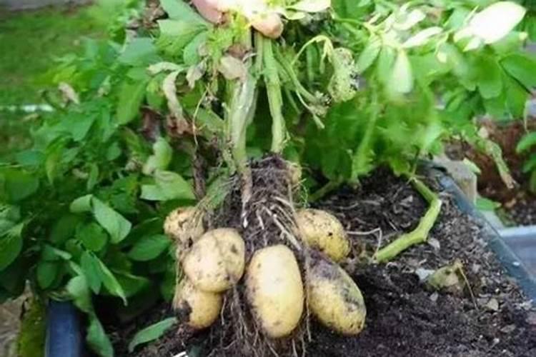 种植土豆最好是施哪种肥料最好？