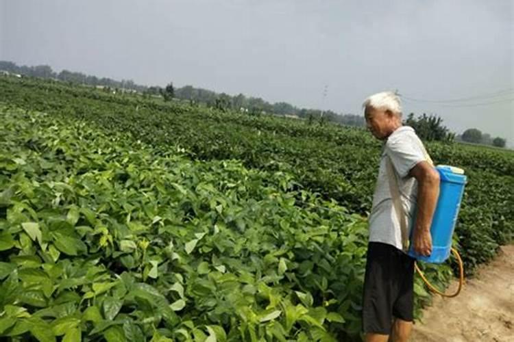 厦门中国台湾大红火龙果多少钱一棵