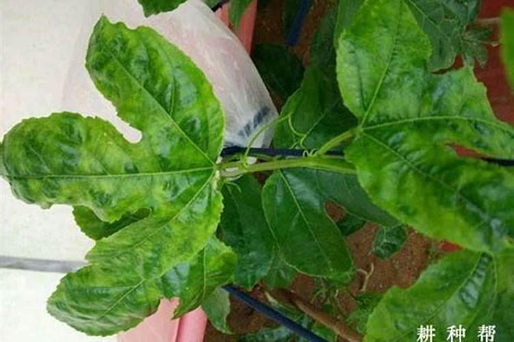 百香果挂果后如何施肥？