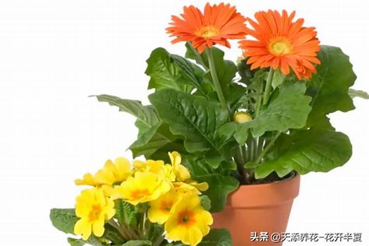 养花如何施肥