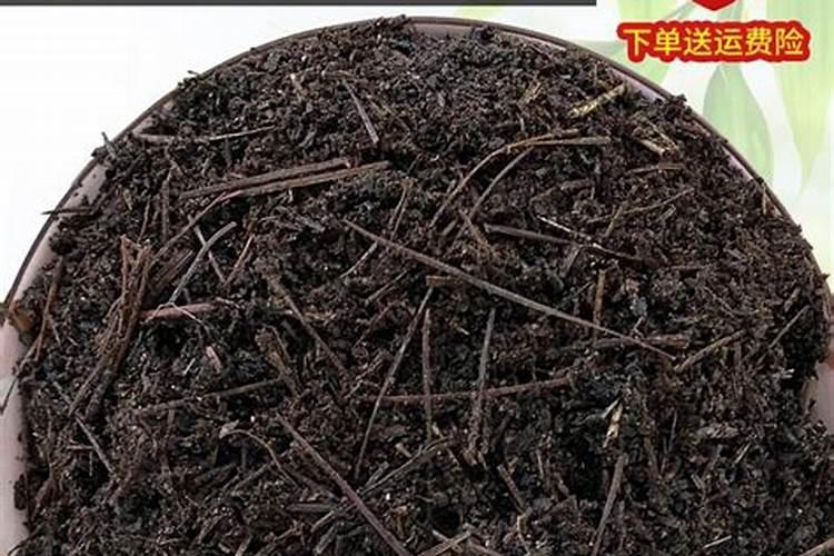 茶树花怎么养殖