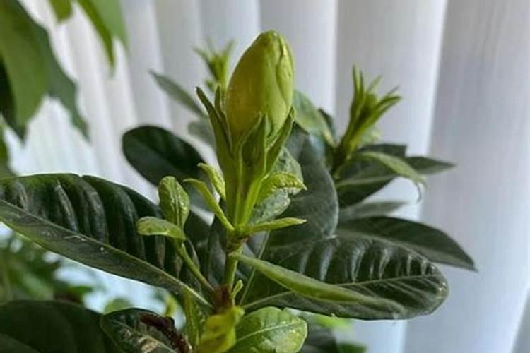 栀子花最好的肥料是什么怎么施？
