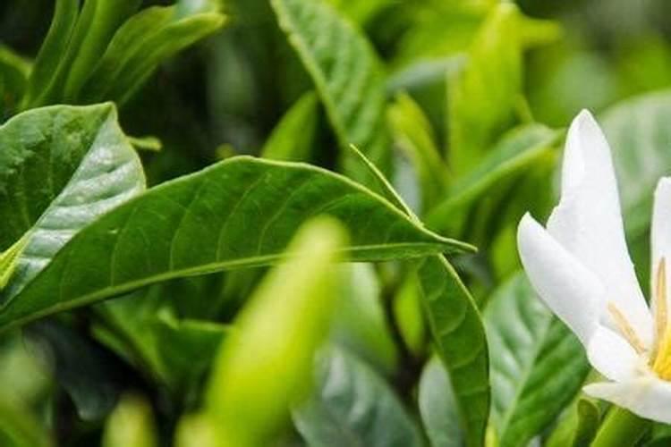栀子花施什么肥好