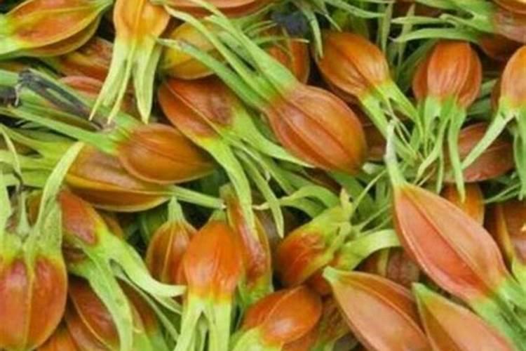 栀子花喜欢化肥吗？你喜欢用什么肥料？