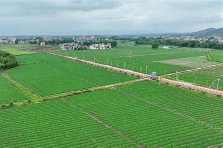 施尔旺蔬菜土豆专用肥好不好