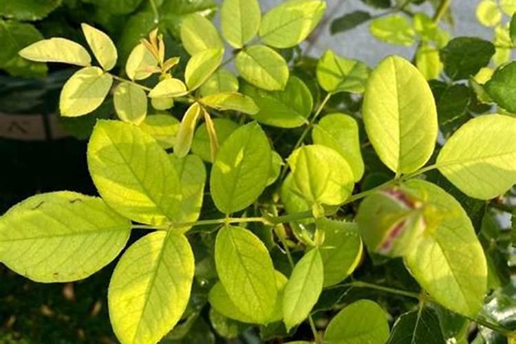 月季掉叶子怎么处理,补充阳光追施肥料