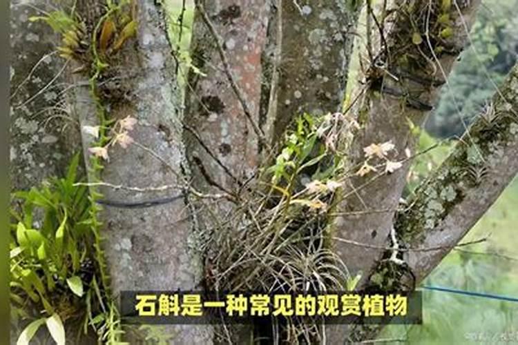 铁皮石斛用什么肥料好