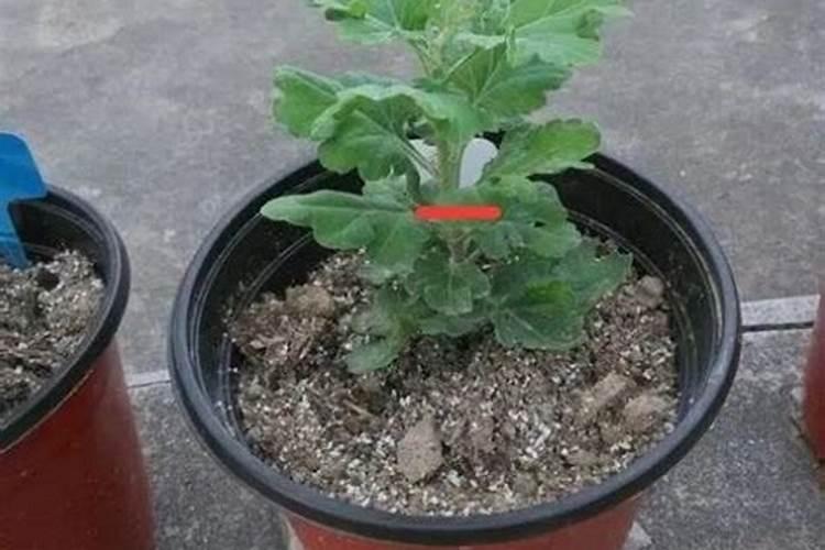 菊花的栽培管理技术？
