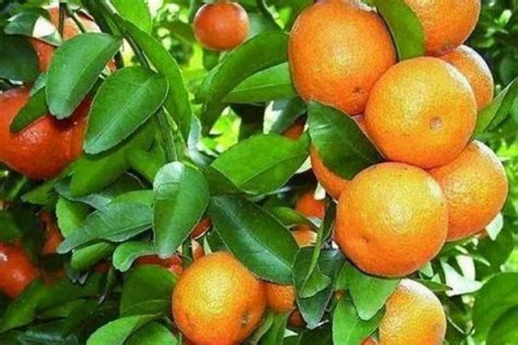 柑橘苗叶面肥施药方法