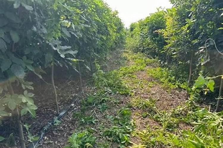 树木种植多久可以施肥