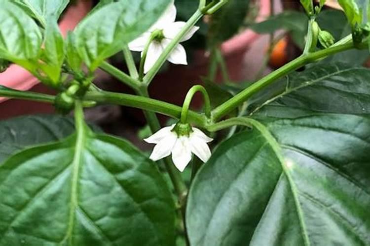 辣椒开花不结果,施什么肥？