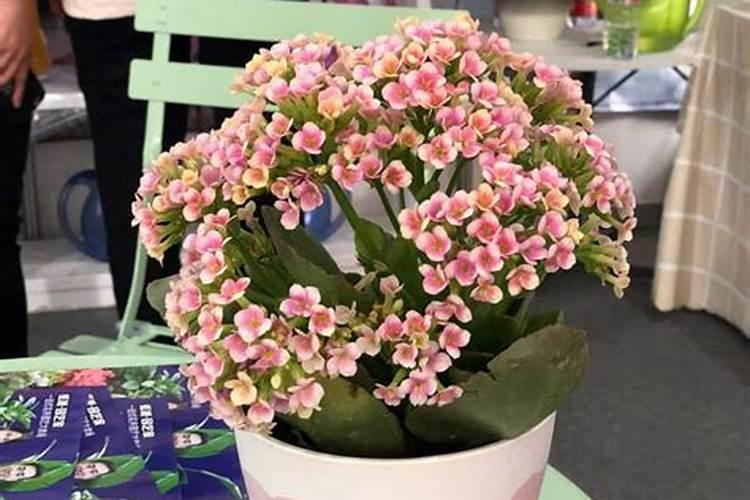 磷酸二氢钾喷花叶好吗