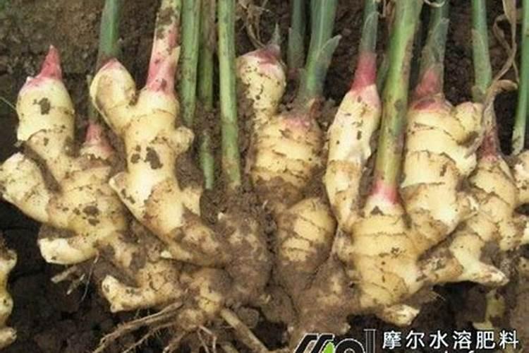 生姜提苗用什么水溶肥