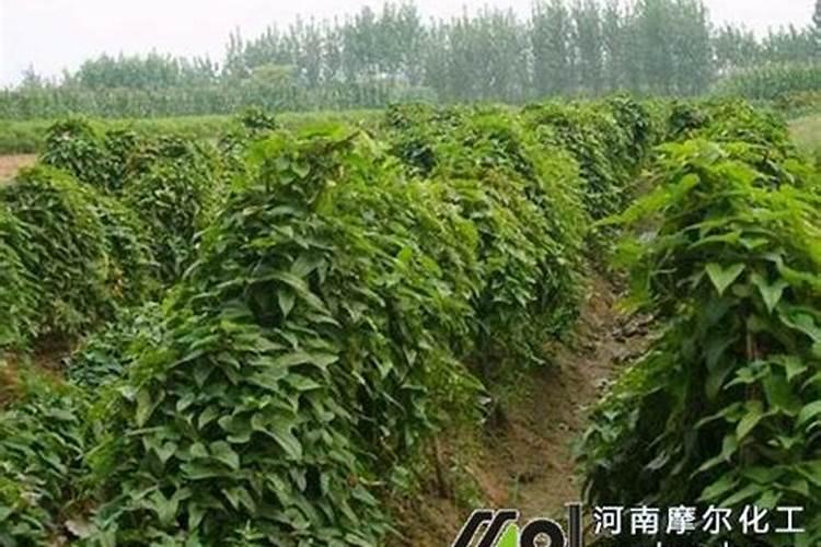 罗布泊硫酸钾型含褐藻寡糖大量元素水溶肥适用于哪些作物阶段？