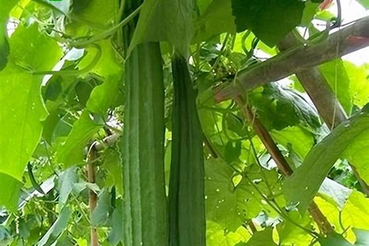 丝瓜病毒病用什么药？