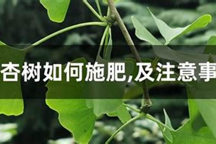 十一公分银杏树如何施肥