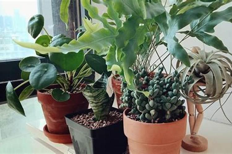 天鹅绒绿植怎么养