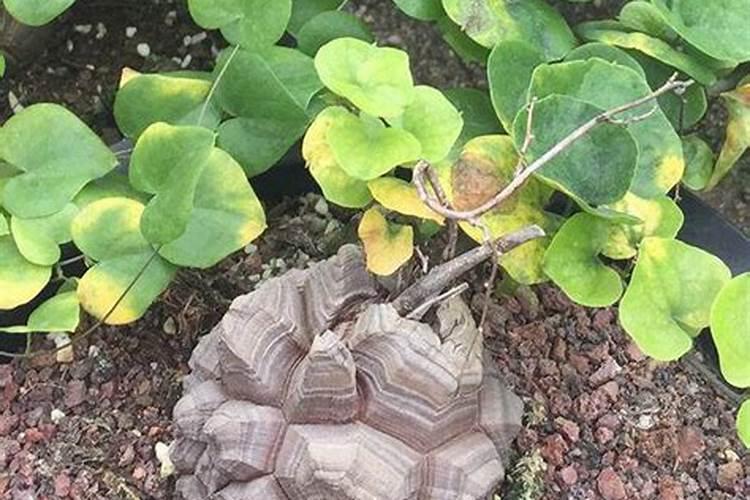 这花有个大肚子,里面全是水,1个月不浇照样活!