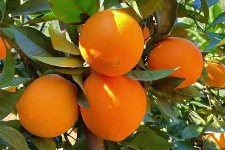 磷肥可以兑水浇花吗 磷肥对花卉的作用是什么