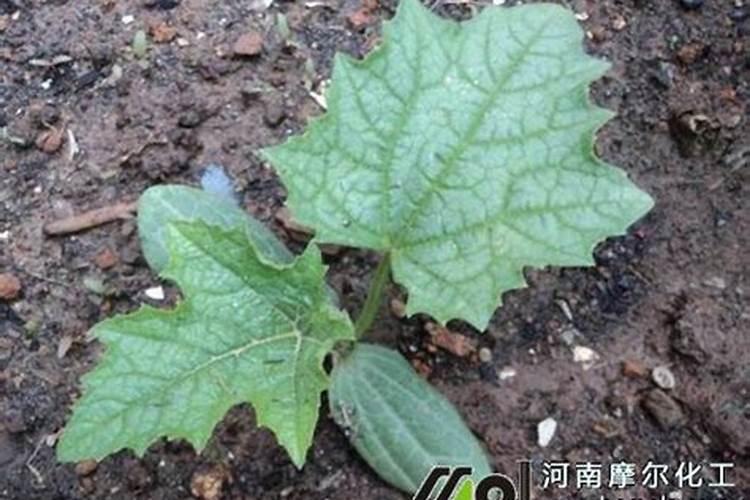 水溶肥和有机肥区别