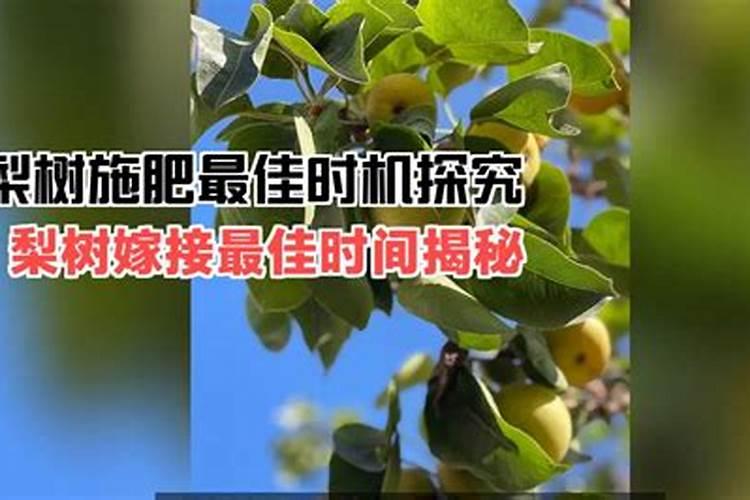 梨树追肥注意什么