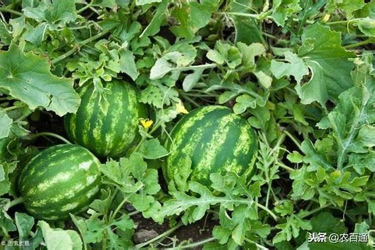 种西瓜最好的肥料是什么？