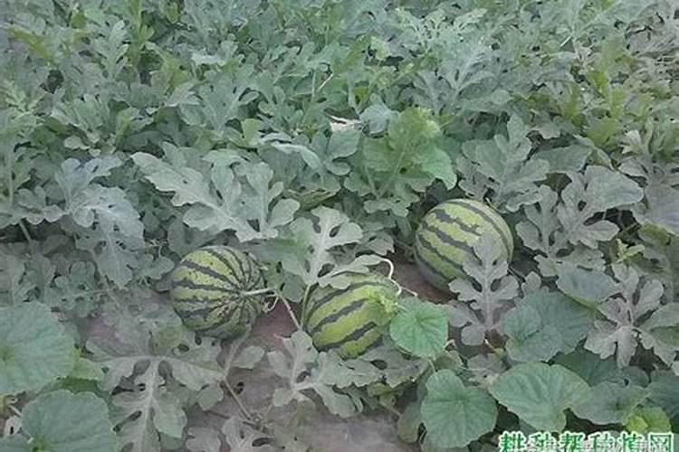 露天西瓜坐果后丝多少斤肥合理？