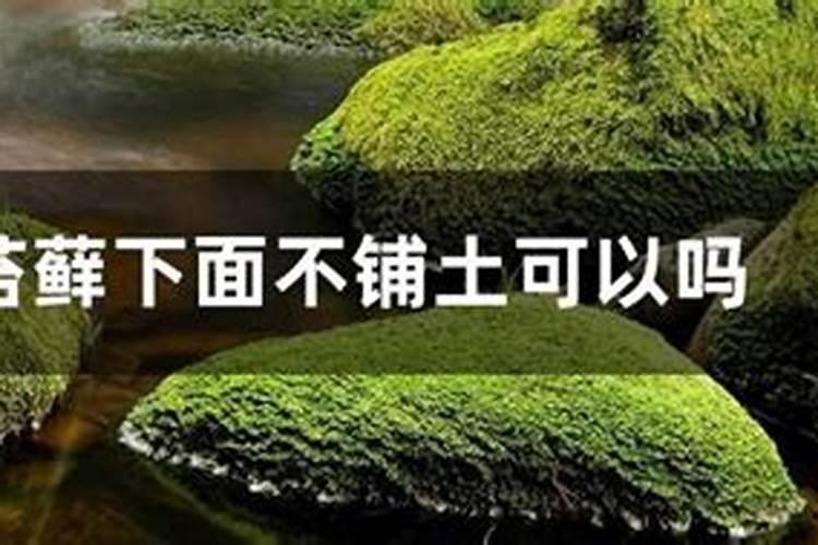 杜鹃花期能用芸苔素吗？
