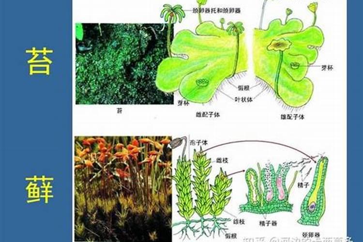 杜鹃花喜肥吗,喜欢施什么肥料