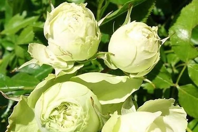 花生开花期要施什么肥花生开花期怎么施肥