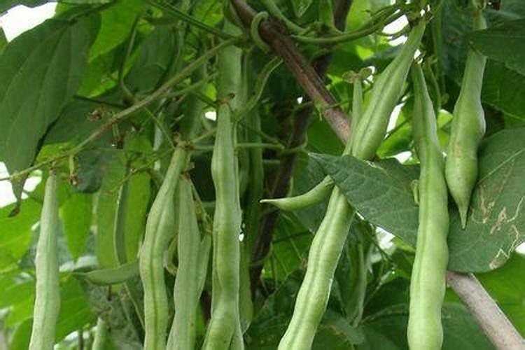 芸豆的养殖方法是什么