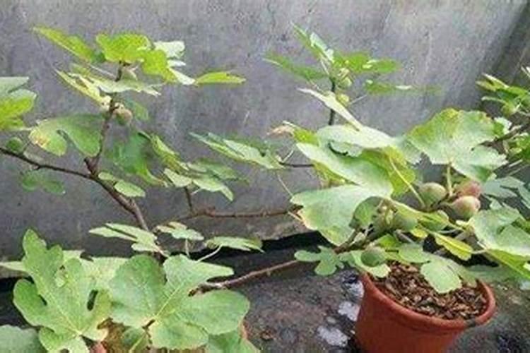 无花果结果期间施什么肥