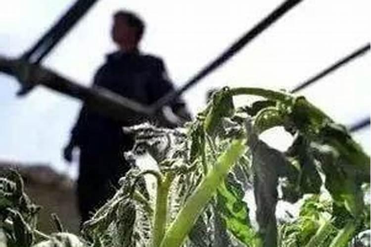 鱼蛋白液体肥使用方法