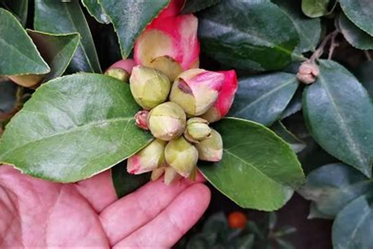 茶花叶尖发生斑块何原因