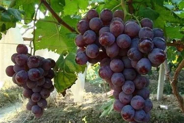 巨峰葡萄成熟期追什么肥料最好