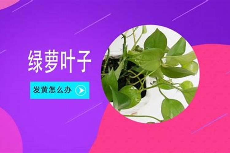 罗汉果施肥过多,造成罗汉果裂果怎么办