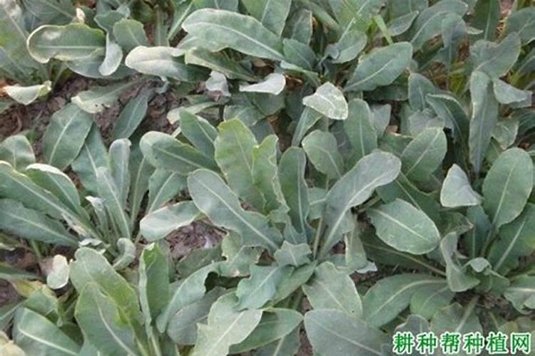 新疆板蓝根高产标准化种植技术