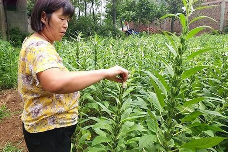 如何种芝麻 怎么种芝麻
